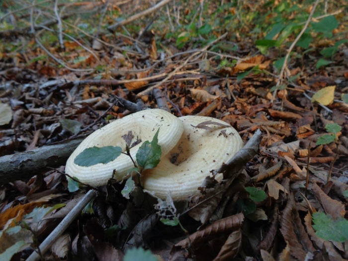 Гриб грузди