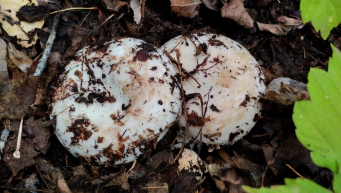 Гриб беляк белый подгруздок