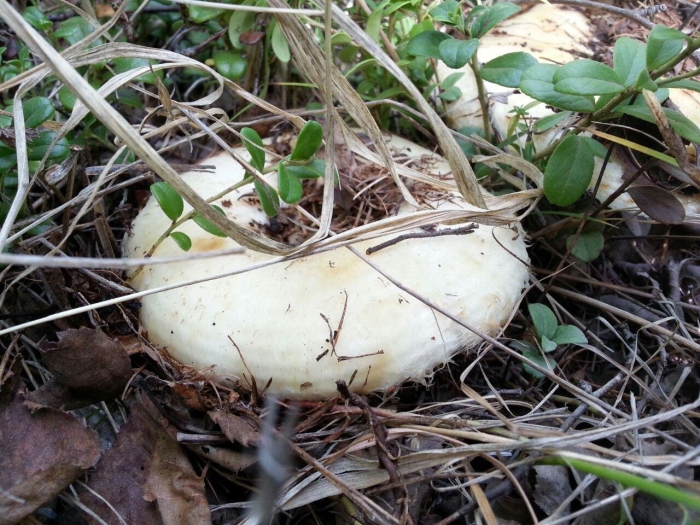 Белый груздь гриб