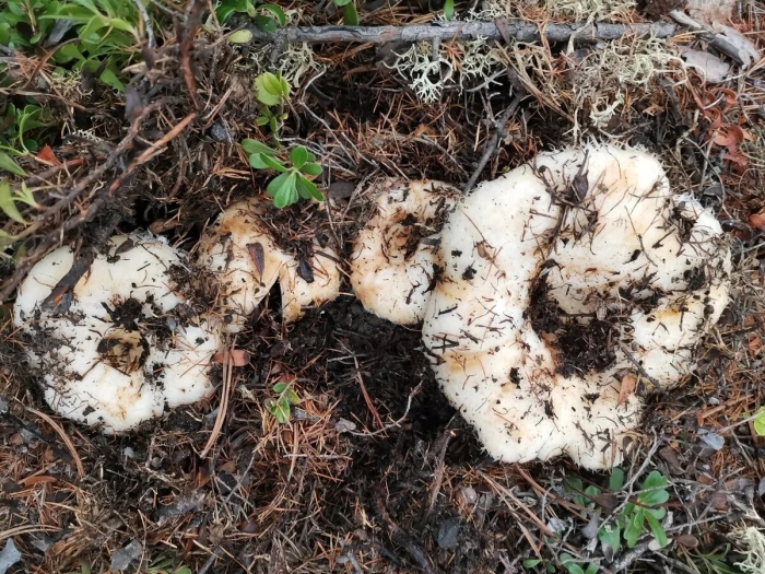 Северные гриб груздь