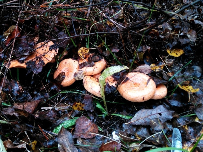 Грибы грузди рыжики