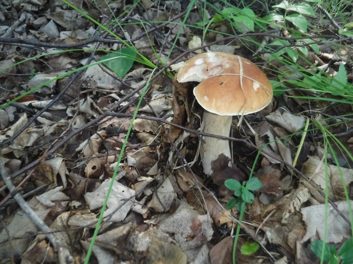 Грибник подмосковья