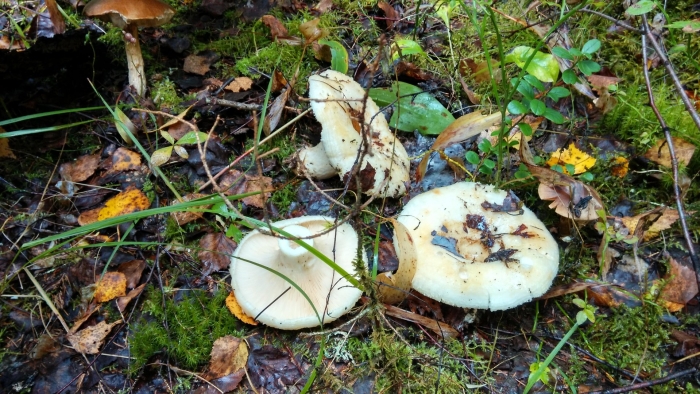 Подгруздок белый