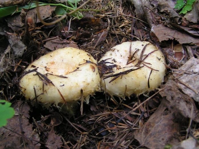 Грибы грузди рыжики