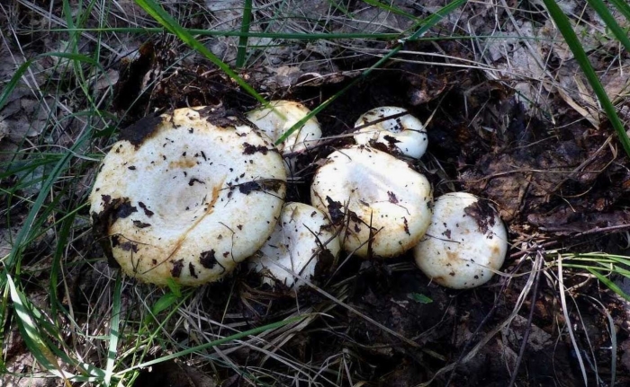 Гриб белый груздь