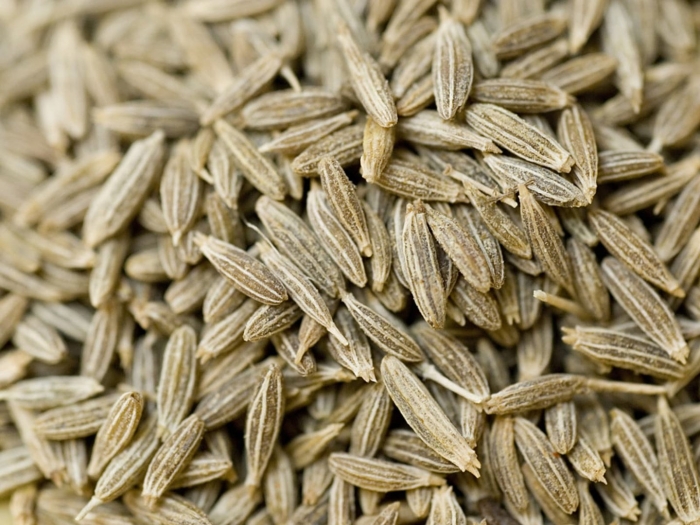 Кумин зира растение