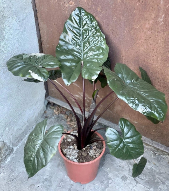 Алоказия принцесса юкатан