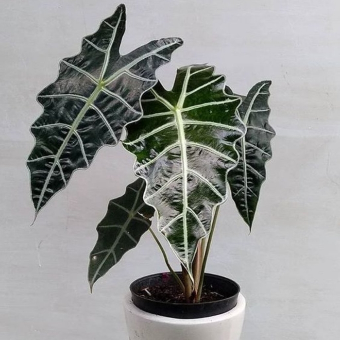 Алоказия амазоника