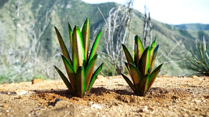 Agave cactus