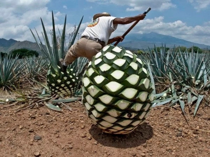 Голубая агава для текилы