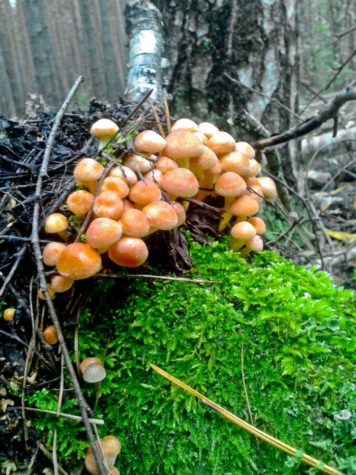Летний опенок kuehneromyces mutabilis