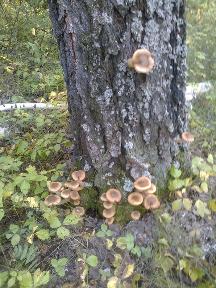 Опята на березе