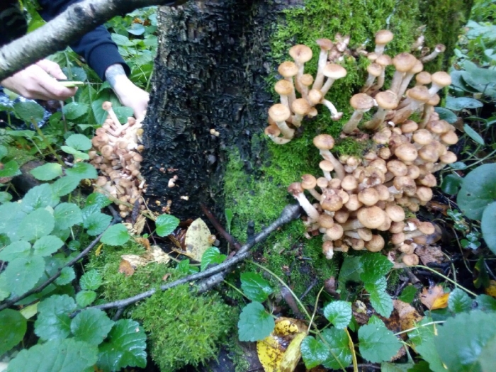 Ложная опята