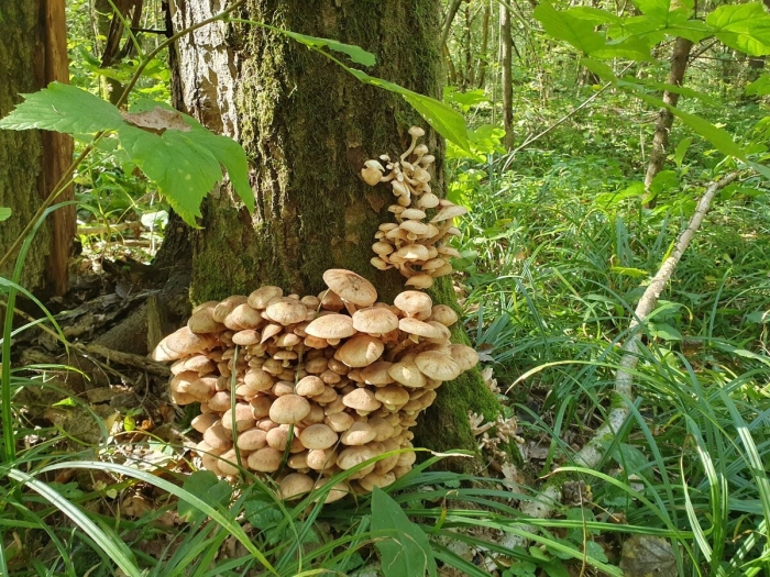 Опята в подмосковье