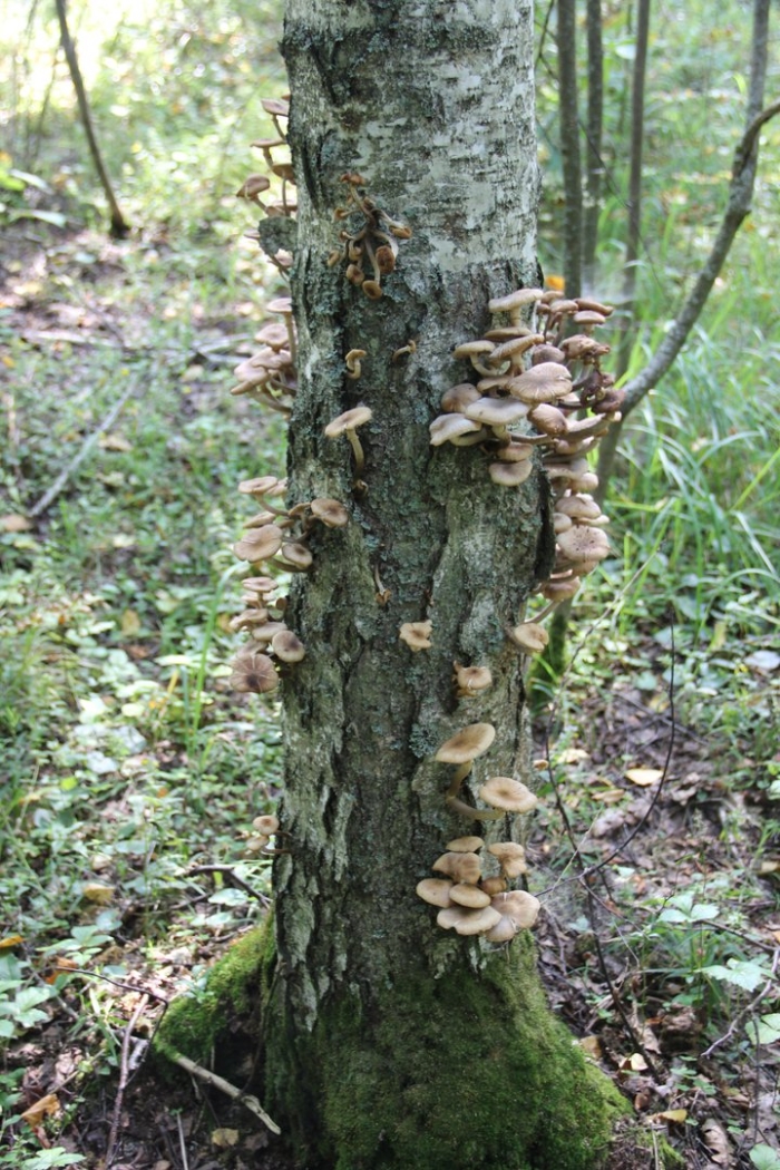 Древесные опята