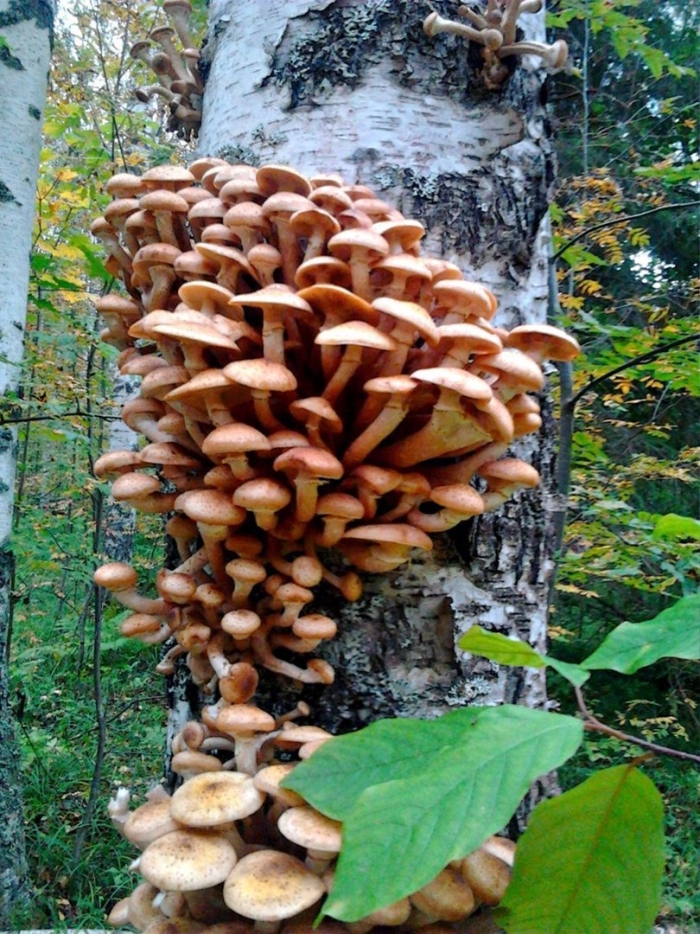 Большие опята