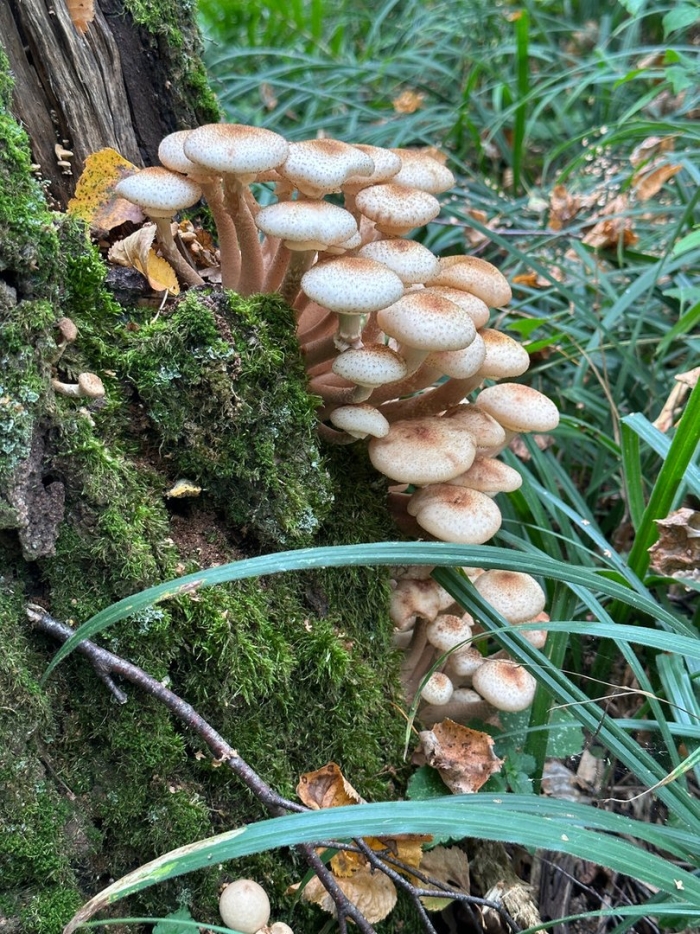 Лесные опята съедобные