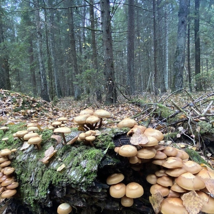 Пеньковые опята съедобные