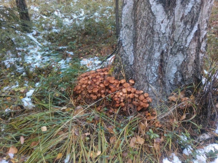 Опята под снегом