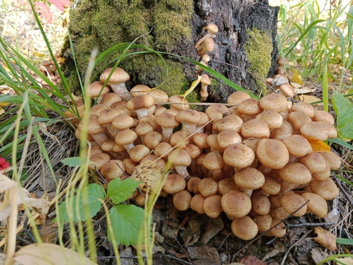 Гриб опёнок осенний