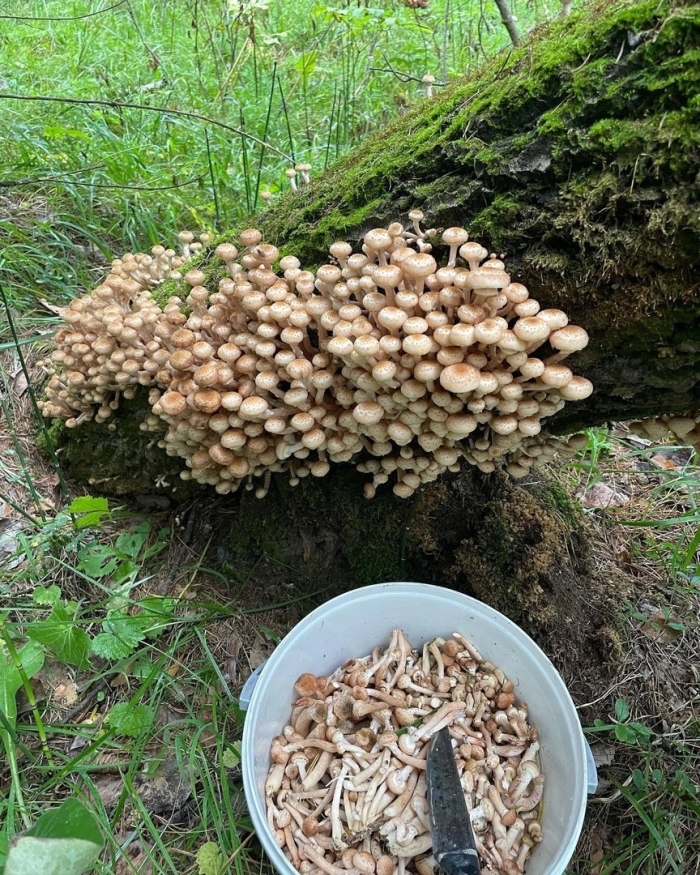 Опёнок осенний съедобные грибы