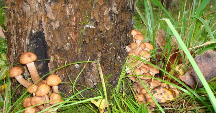 Лесные опята на тонкой ножке