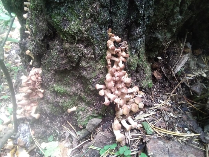 Опята пеньковые