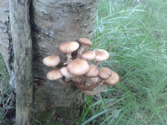 Опята в ленинградской области