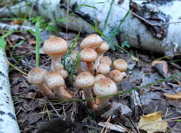 Опята вязовики