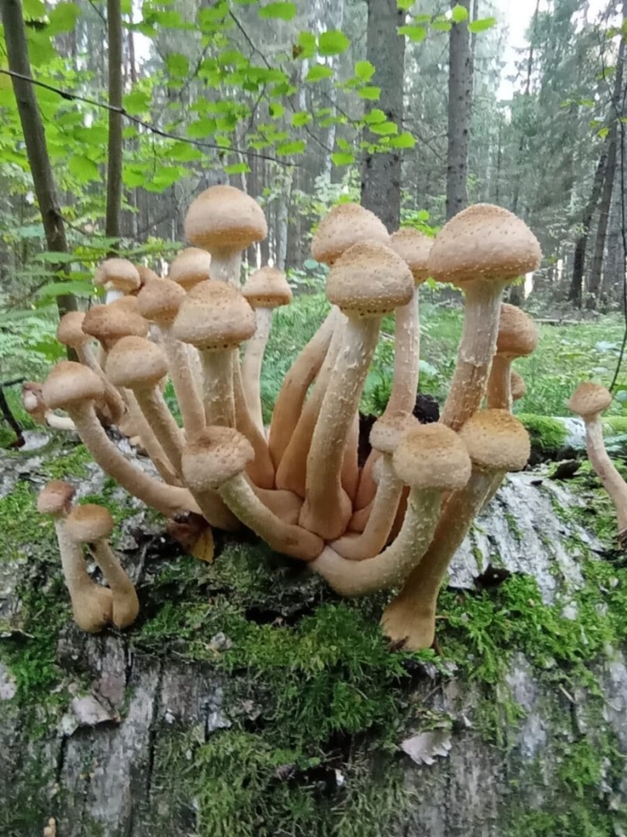 Опята в ведре