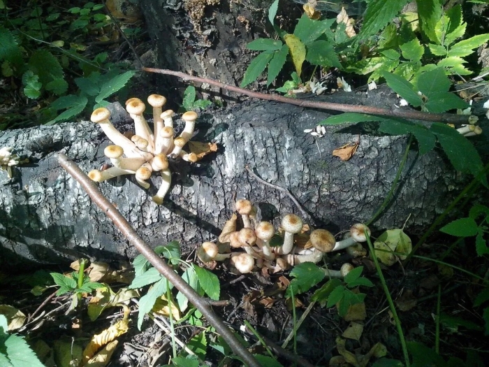 Armillaria mellea