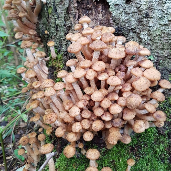 Гриб опёнок осенний