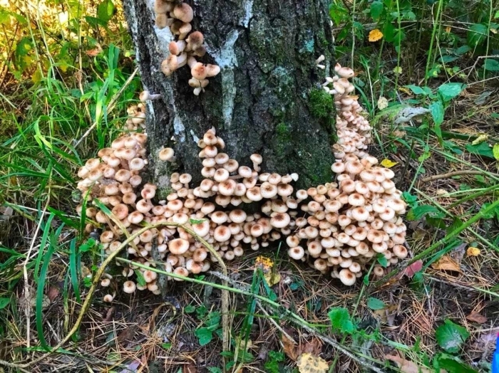 Опята на дереве