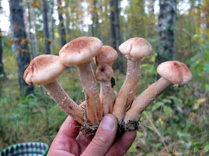 Гриб опенок