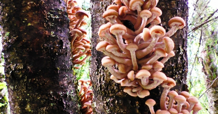 Березовые опята