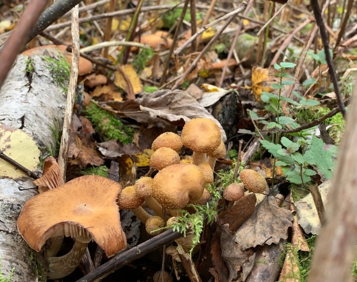 Лже опята осенние