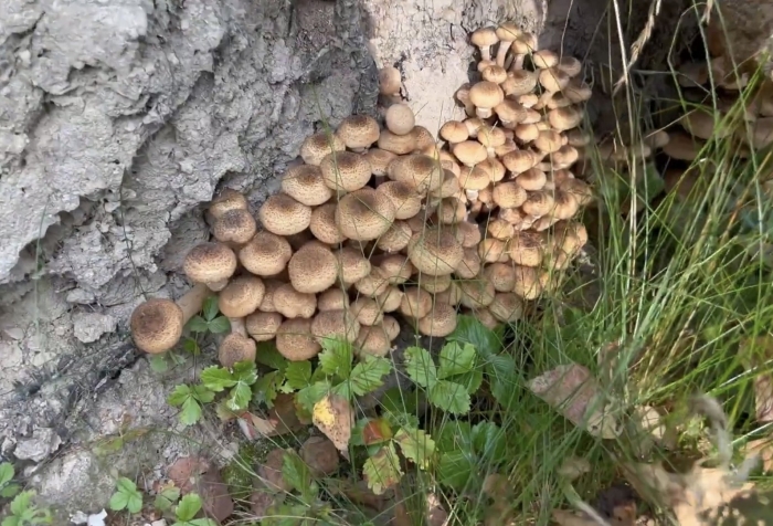 Чешуйчатка обыкновенная pholiota squarrosa