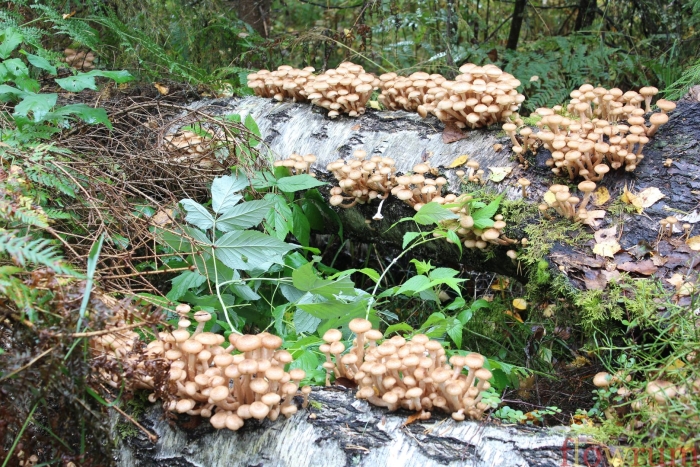 Осенние опята