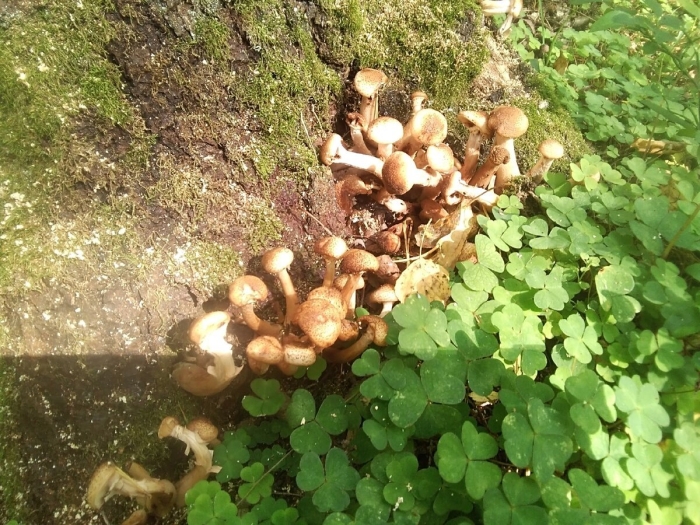 Опята в сосновом лесу