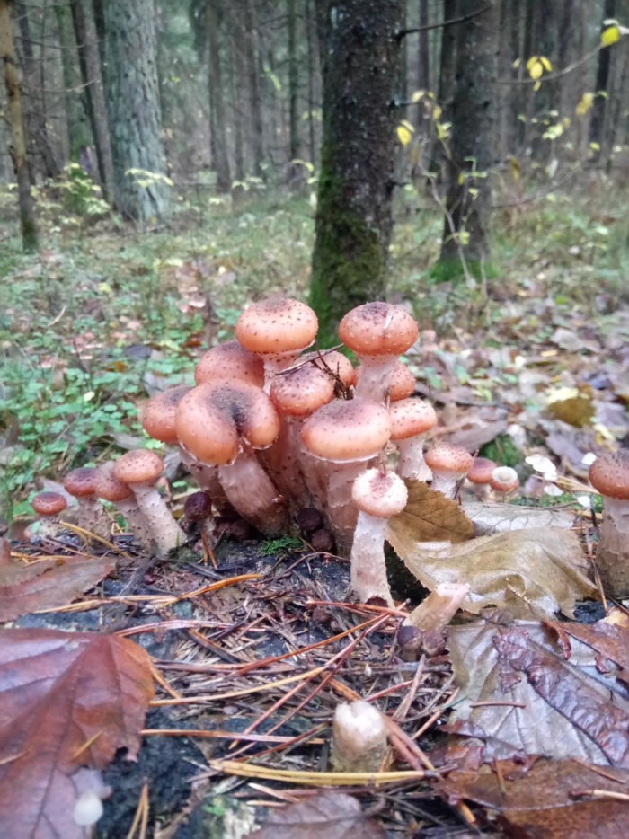 Опята в тверской области