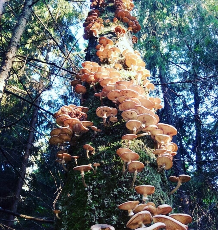 Грибы в лесу опята