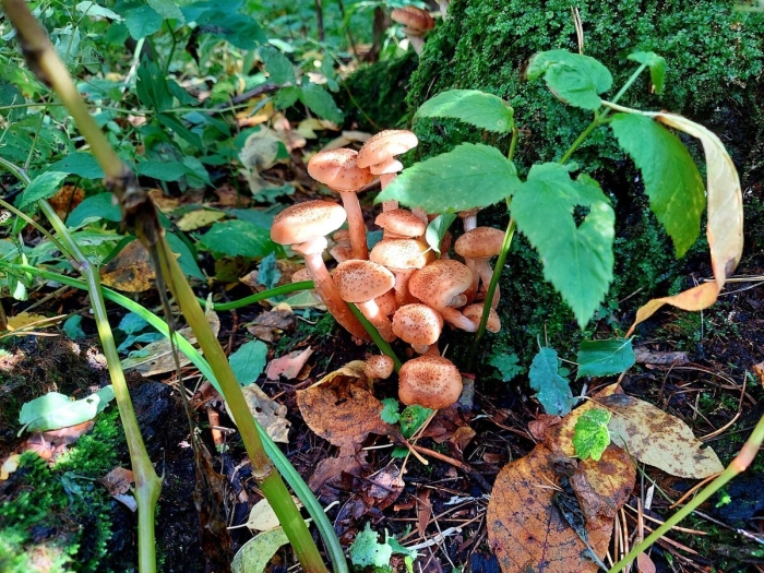 Опята в лесу