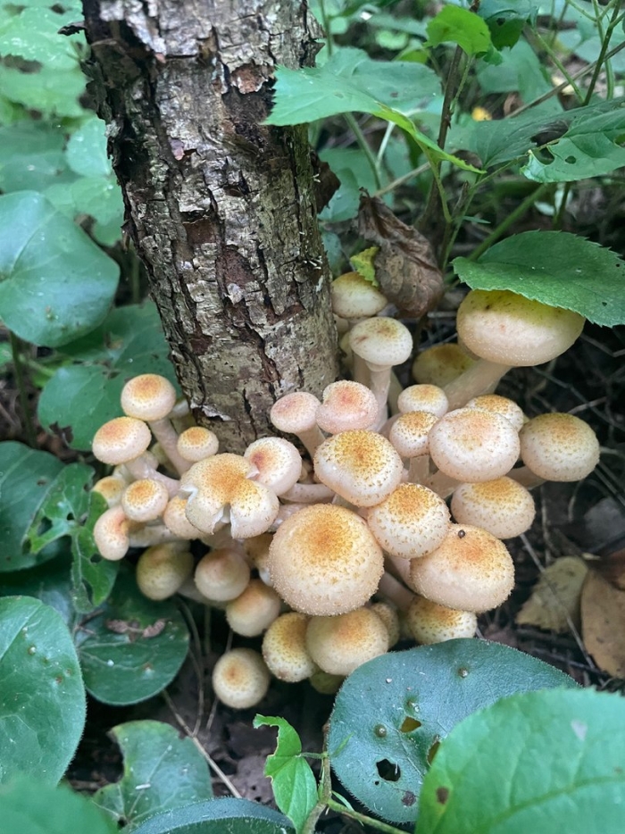 Опёнок осенний съедобный