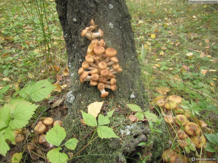 Осенние опята ленинградская область