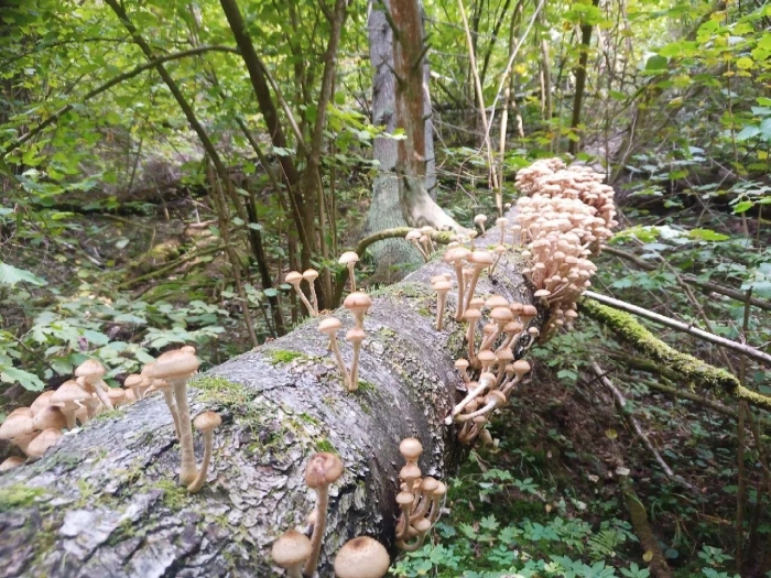 Опята лесные пеньковые