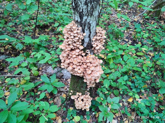 Где растут опята в лесу