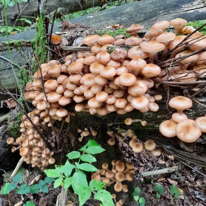 Опёнок осенний гриб