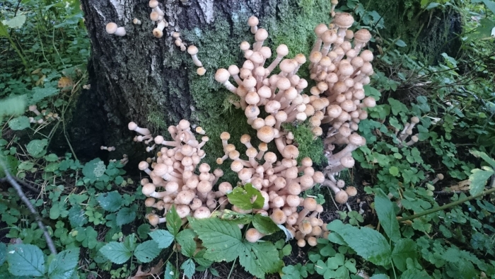 Опята в лесу