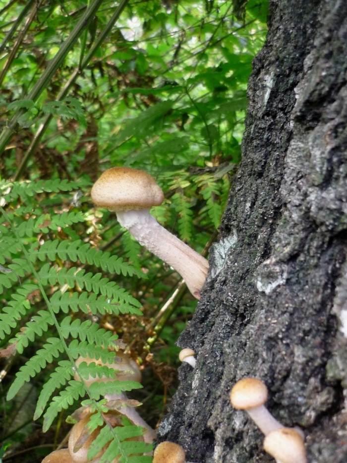 Опята на дереве