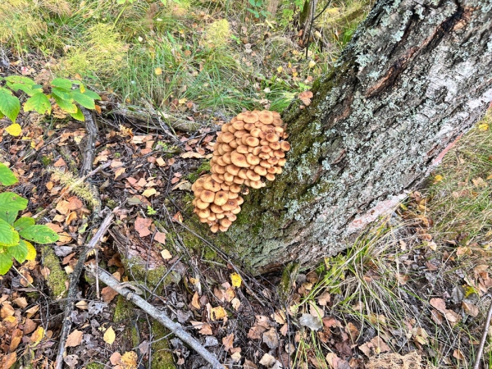 Пеньковые опята